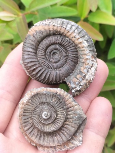 Dactylioceras pos neg - ,