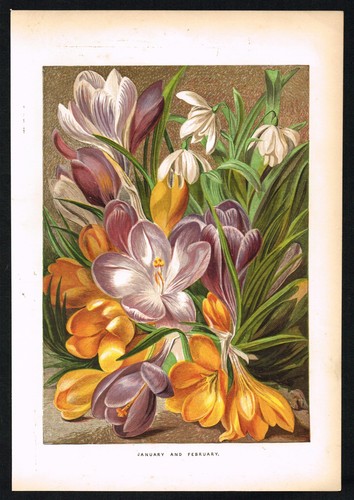 Victorian crocus snowdrop - victorian,