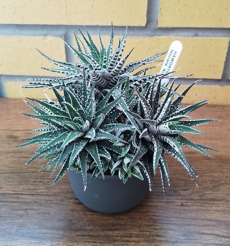 Haworthia fasciatia - haworthia,