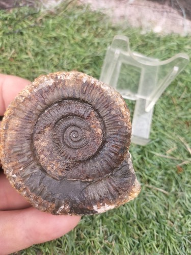 Large dactylioceras - large,
