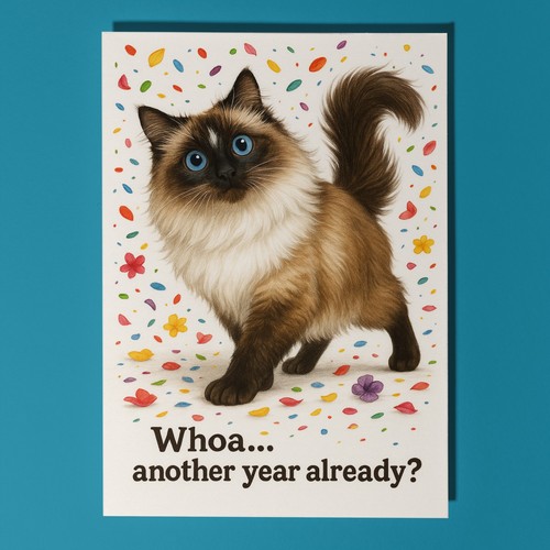 Ragdoll cat don - don’t, look