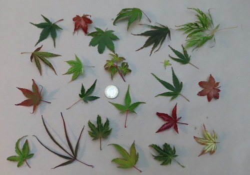Bonsai mix 2026 seed - ., fresh