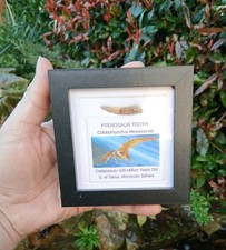 Fossil Pterosaur Tooth