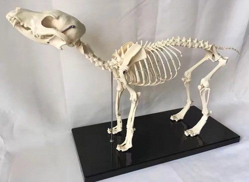 Veterinary anatomy dog bone - anatomy,