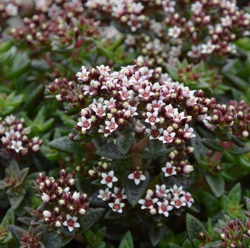 Crassula starlights milk - , plant