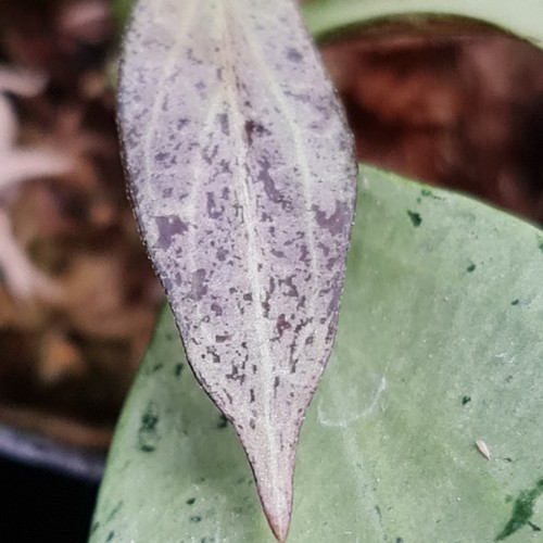 Hoya nicholsoniae new guinea - ,