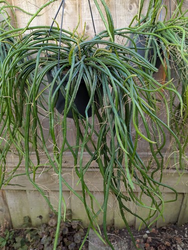 Selenicereus wercklei whole - selenicereus,