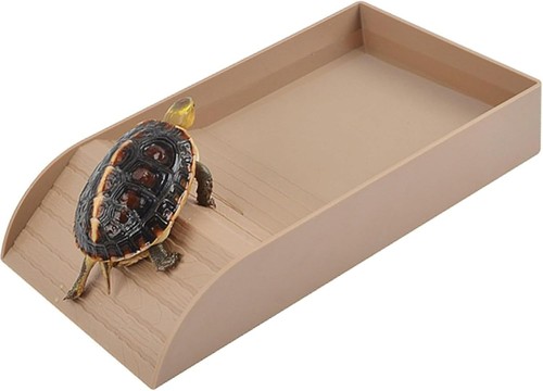 Tortoise water dish - water, dish,