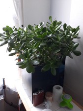 Crassula Ovata 'Money Tree'