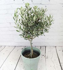 1 x Mini Olive Tree Olea