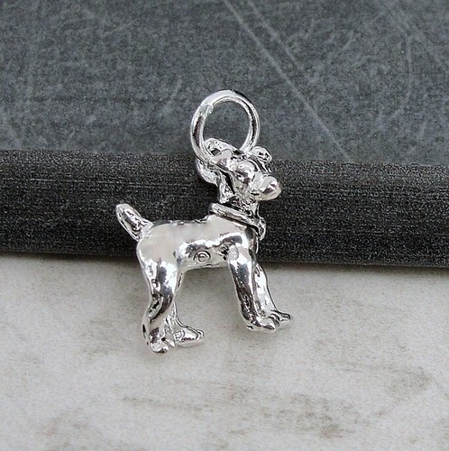 Silver jack russell terrier - silver,
