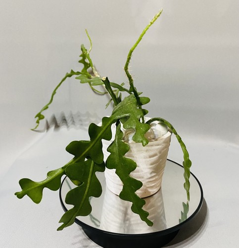 Fishbone cactus epiphyllum - cactus,