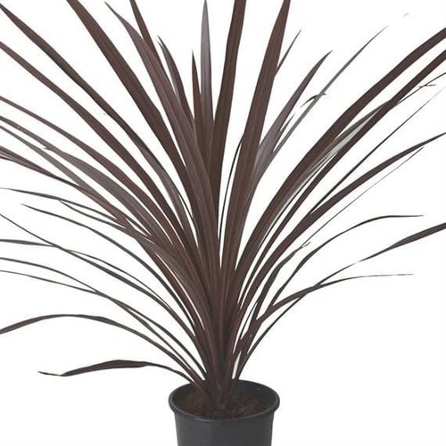 Cordyline red set - of, 13cm
