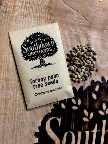 Torbay palm tree seeds - 50+,