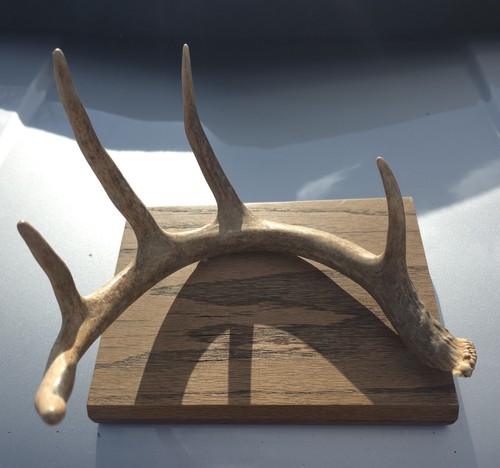 Deer antler taxidermy horns - antler,