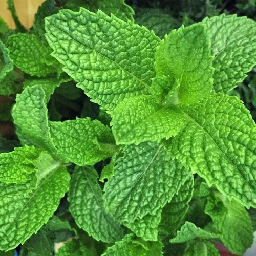 Mint herb plants - mint, in