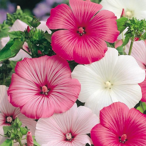 Lavatera trimestris - 3x,