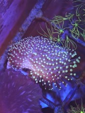  Toadstool Reef Mushroom Leather Coral Frag Corals Frags  aquarium marine 