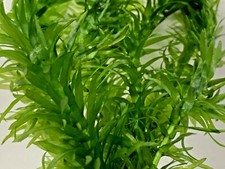 Elodea Densa 10 Stems Oxygenating Tropical Pond Aquarium Plants And 10 Weights