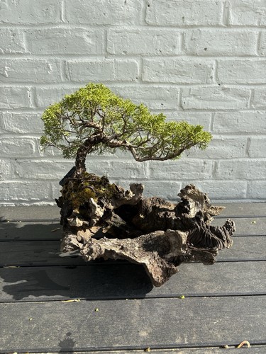 Juniper bonsai on - (itoigawa),