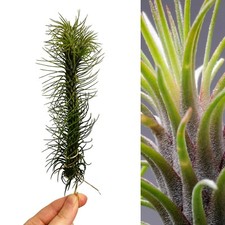 Tillandsia funckiana red - tillandsia,