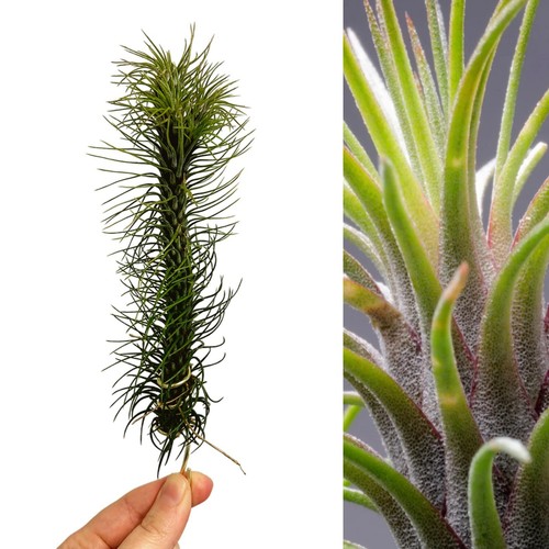 Tillandsia funckiana red - tillandsia,