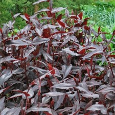 2x Persicaria Red Dragon 9cm pots (2 years old plants)