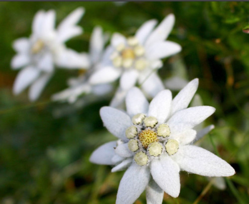 Edelweiss leontopodium - edelweiss,