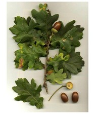 20 Acorns,  Pre germinated Acorns from English Oak Tree, Quercus Robur