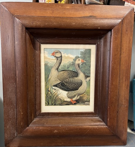 Toulouse goose ludlow print - toulouse,