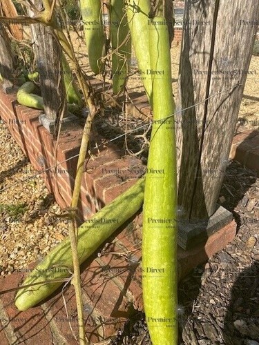 Gourd snake seeds - snake,