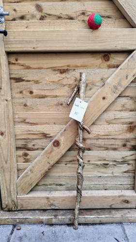 Twisted twisty wood hazel - twisted,