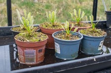 Live Plants Drosera Capensis