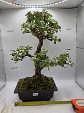 Jade Leaf Succulent Plant 8-10