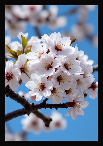 Vibrant cherry blossom - vibrant,
