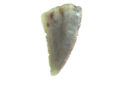 Triassic theropod serrated - theropod,