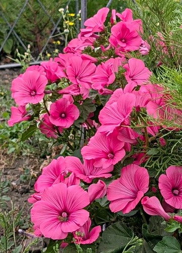 Lavatera mallow pink - pink, flowering