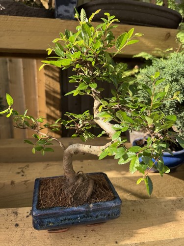 Chinese elm bonsai tree - chinese,