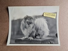 OLD VINTAGE PHOTO PET DOG