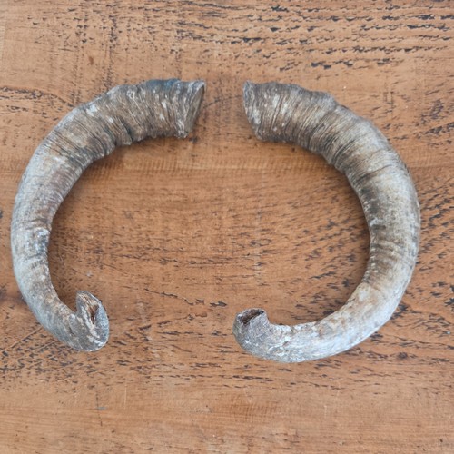 Large sheep ram horns - 2x,