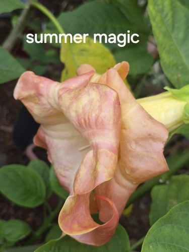 Brugmansia sommer majic - brugmansia, (angel