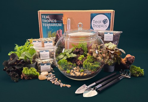Full terrarium kit with plants - with,