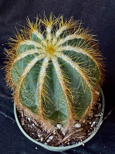 Notocactus magnificus cactus - notocactus,
