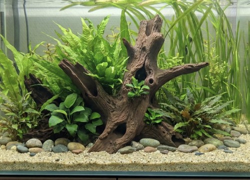 Aquarium terrarium driftwood - terrarium,