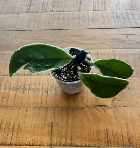 Hoya carnosa tricolor - carnosa,