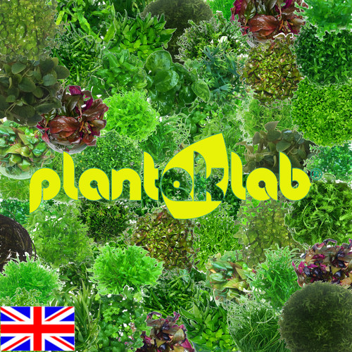 Live aquarium plants vitro - in,