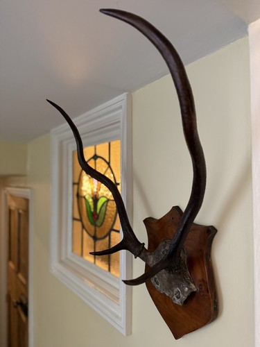 Taxidermy red deer - deer, stag
