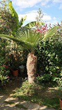 Trachycarpus fortunei Naini