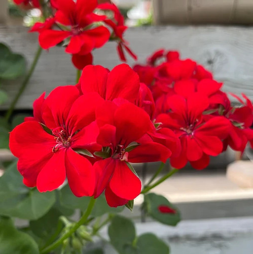 Geranium ivy leaf scarlet - geranium,