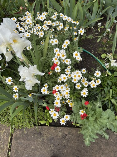 Alpine anthemis nobilis - nobilis, bushes